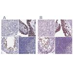 DRIL1 Antibody in Immunohistochemistry (IHC)