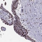 DRIL1 Antibody in Immunohistochemistry (IHC)