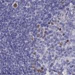 DRIL1 Antibody in Immunohistochemistry (IHC)