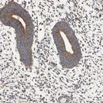 H6PD Antibody in Immunohistochemistry (Paraffin) (IHC (P))