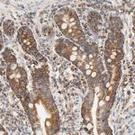 ZMAT5 Antibody in Immunohistochemistry (Paraffin) (IHC (P))