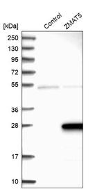 ZMAT5 Antibody in Western Blot (WB)