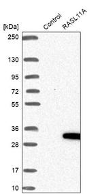 RASL11A Antibody in Western Blot (WB)