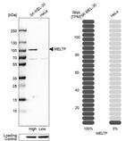 MFI2 Antibody in Western Blot (WB)