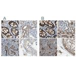 Filamin B Antibody in Immunohistochemistry (IHC)