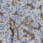 Filamin B Antibody in Immunohistochemistry (IHC)