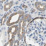 Filamin B Antibody in Immunohistochemistry (IHC)