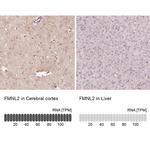 FMNL2 Antibody