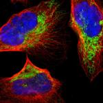 CECR5 Antibody in Immunocytochemistry (ICC/IF)