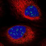 BCAM Antibody in Immunocytochemistry (ICC/IF)