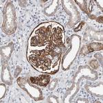 BCAM Antibody in Immunohistochemistry (Paraffin) (IHC (P))