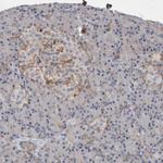 BCAM Antibody in Immunohistochemistry (Paraffin) (IHC (P))