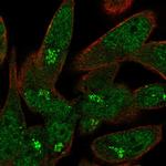 USP33 Antibody in Immunocytochemistry (ICC/IF)