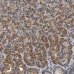 C6orf211 Antibody in Immunohistochemistry (Paraffin) (IHC (P))