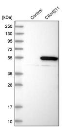 C6orf211 Antibody in Western Blot (WB)