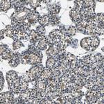 USP40 Antibody in Immunohistochemistry (Paraffin) (IHC (P))