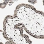 ELOA Antibody in Immunohistochemistry (Paraffin) (IHC (P))