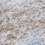 MCT2 Antibody in Immunohistochemistry (Paraffin) (IHC (P))