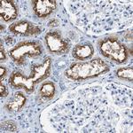 LRP2 Antibody in Immunohistochemistry (IHC)