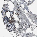 NCF2 Antibody in Immunohistochemistry (Paraffin) (IHC (P))