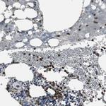 NCF2 Antibody in Immunohistochemistry (IHC)