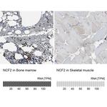 NCF2 Antibody