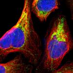 MRPS22 Antibody in Immunocytochemistry (ICC/IF)