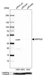 MRPS22 Antibody