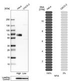 NFIA Antibody in Western Blot (WB)