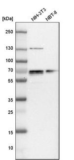 NFIA Antibody in Western Blot (WB)