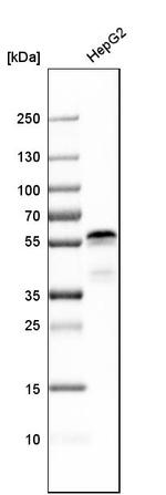 AJUBA Antibody in Western Blot (WB)