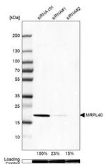 MRPL40 Antibody