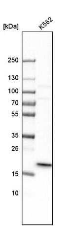 MRPL40 Antibody in Western Blot (WB)