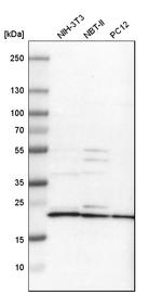 MRPL40 Antibody in Western Blot (WB)