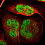 RBFOX2 Antibody in Immunocytochemistry (ICC/IF)