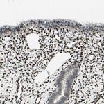 RBFOX2 Antibody in Immunohistochemistry (IHC)