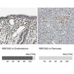 RBFOX2 Antibody