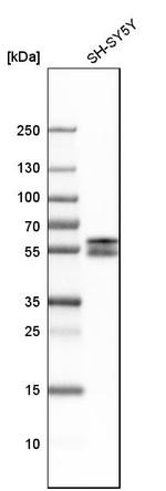 RBFOX2 Antibody in Western Blot (WB)