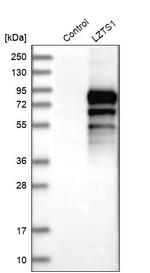 LZTS1 Antibody in Western Blot (WB)