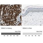 DDAH1 Antibody in Immunohistochemistry (IHC)