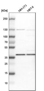 DDAH1 Antibody in Western Blot (WB)