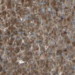 FAM213B Antibody in Immunohistochemistry (Paraffin) (IHC (P))