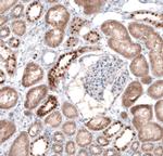 EMX1 Antibody in Immunohistochemistry (IHC)