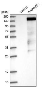 RAPGEF1 Antibody in Western Blot (WB)