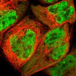 TAF7 Antibody in Immunocytochemistry (ICC/IF)