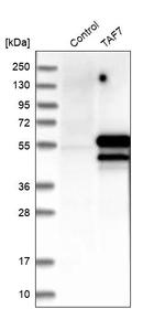 TAF7 Antibody in Western Blot (WB)