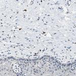 Carboxypeptidase A3 Antibody in Immunohistochemistry (IHC)