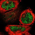 FAM189B Antibody in Immunocytochemistry (ICC/IF)