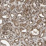 USP42 Antibody in Immunohistochemistry (Paraffin) (IHC (P))