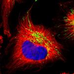 PITRM1 Antibody in Immunocytochemistry (ICC/IF)